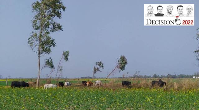 Stray cattle foraging on the mustard  crop at a field in UP's Basti district. (Express photo by Harish Damodaran)