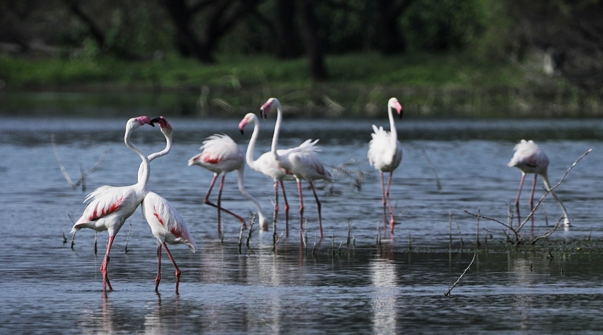 From Mangalajodi to Keoladeo Ghana National Park: Best birdwatching sites  in India | Lifestyle News,The Indian Express