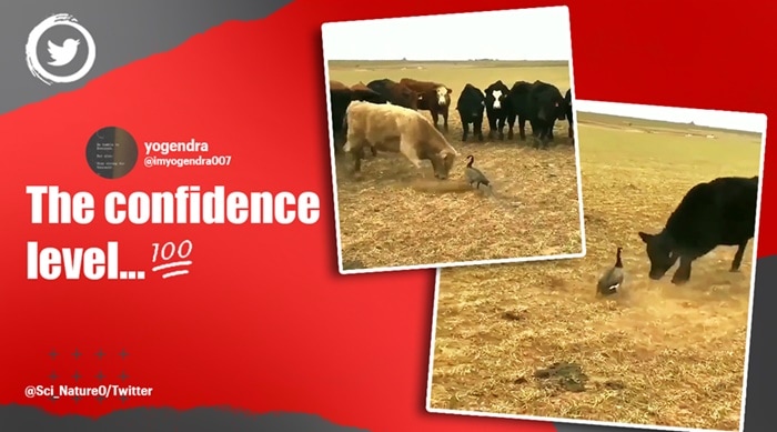 Goose vs Cows and Bulls, Duck vs cows, Anand Mahindra inspiration video goose and bulls, Indian Express