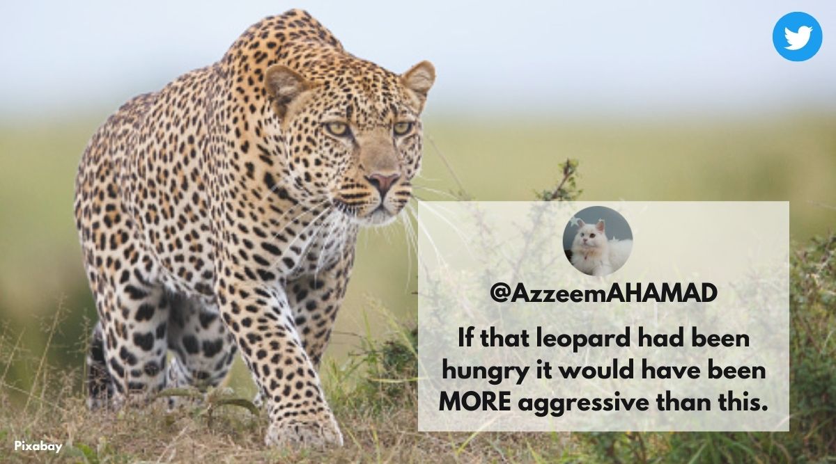 Dog scares away leopard, Dog vs leopard, video of dog scaring away a leopard, Indian Express