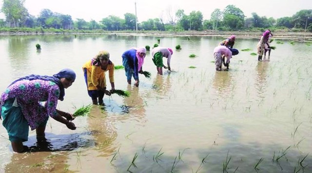 Haryana waterlogging woes: Rs 7000/acre compensation to farmers for ...