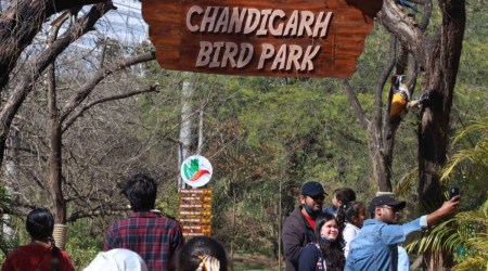 Chandigarh bird park