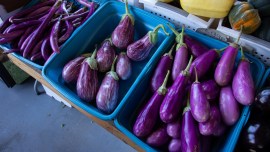 Shektari Sanghtana, Sharad Joshi, Genetically Modified brinjal, unauthorised GM variants of cotton, brinjal and mustard seeds, Pune news, Pune city news, Pune, Maharashtra, Maharashtra government, India news, Indian Express News Service, Express News Service, Express News, Indian Express India News