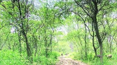 Mumbai, Mumbai latest news, Kharghar-Vikhroli transmission line, Mumbai power supply, CM Uddhav Thackeray, Maharashtra Coastal Zone Management Authority, indian express
