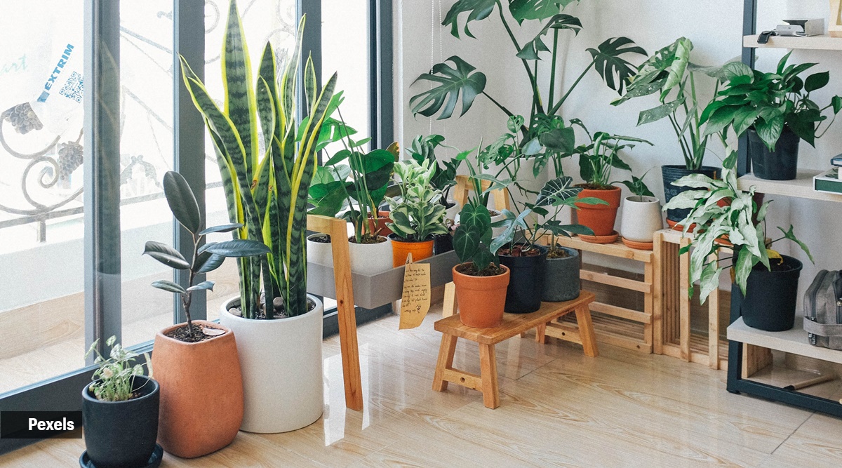 5 easy ways to add a touch of greenery to your home | Lifestyle ...