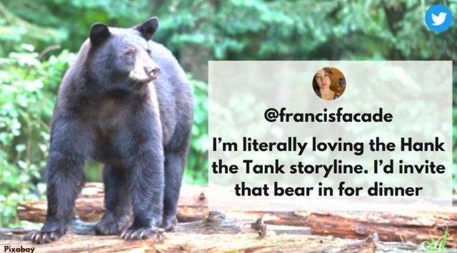 Hank the tank bear breaks in more than 40 homes, Bear wanted by police in California, Save Hank The Tank, Bear breaks in homes in California, Indian Express