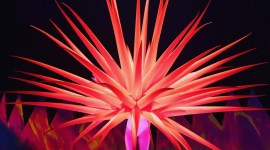 jack irving, bizarre fashion