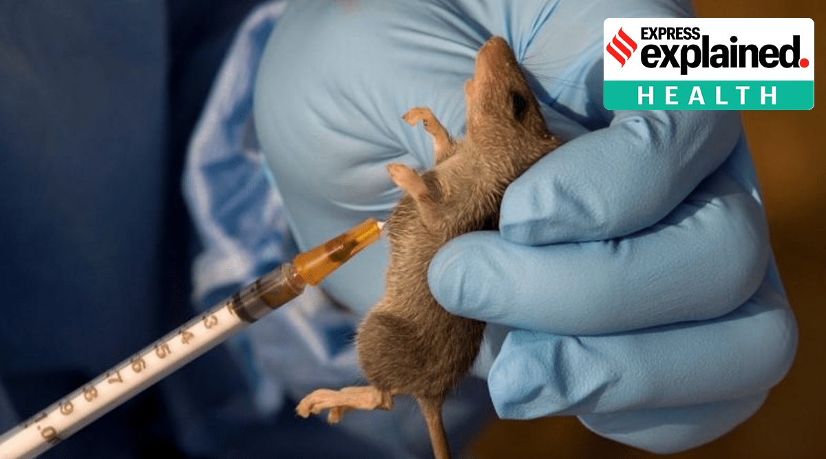 Lassa fever, Lassa fever treatment, Lassa fever UK, Lassa fever is caused by, Lassa fever symptoms, lassa fever in India, Lassa fever UPSC, India news, Indian express, Indian express news, current affairs