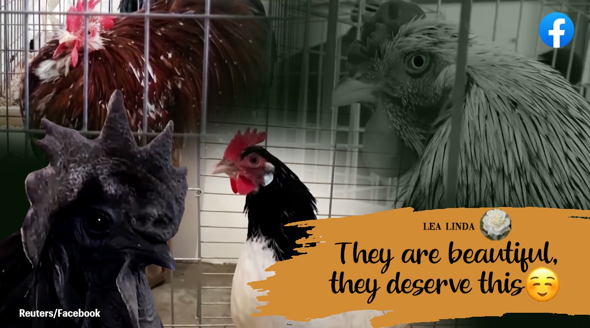 Libya chicken beauty pageant, beauty pageant for chickens, beauty competition for chickens, Indian Express
