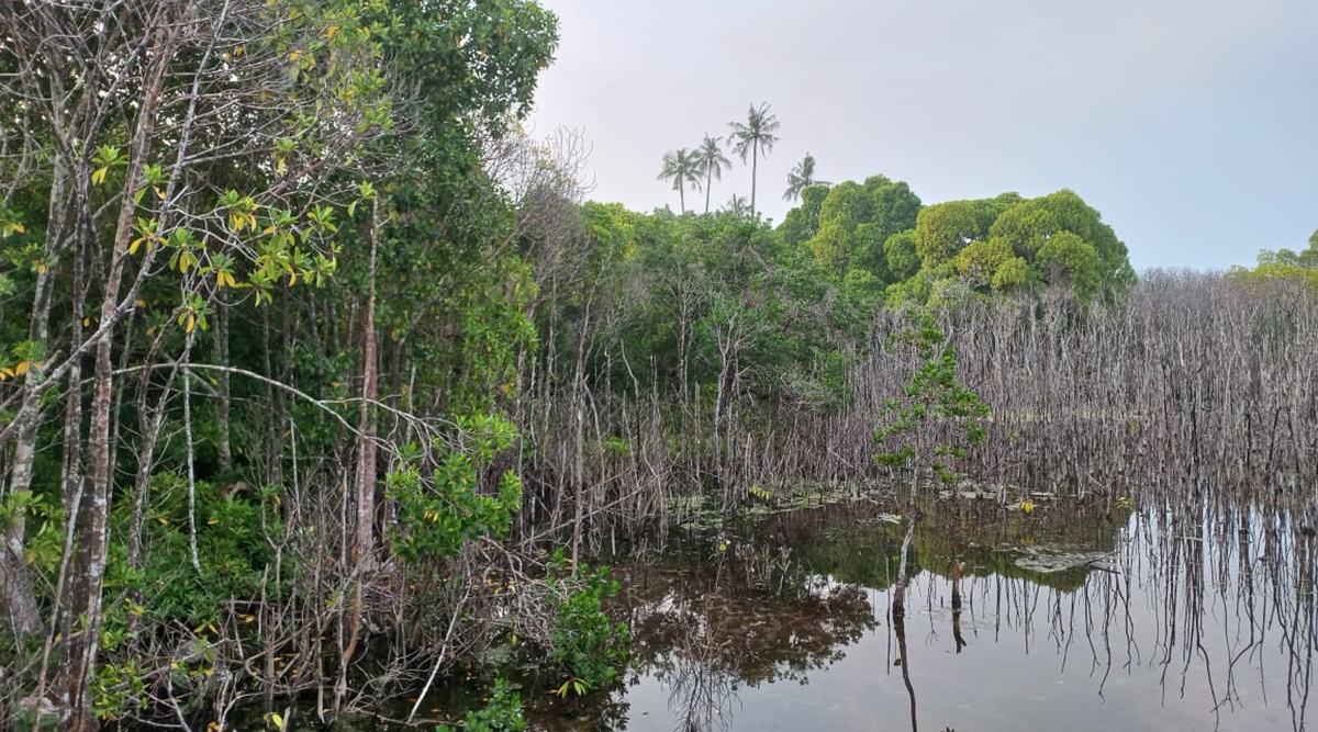 Latest News on Mangroves: Get Mangroves News Updates along with Photos ...