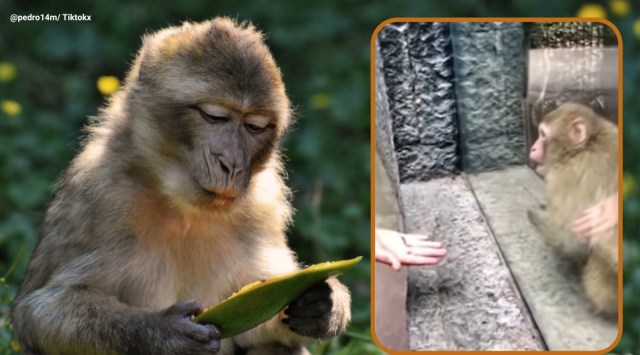 magic trick monkey, man shows magic trick to zoo animal, money reaction to magic trick goes viral, man shows magic mexico zoo monkey