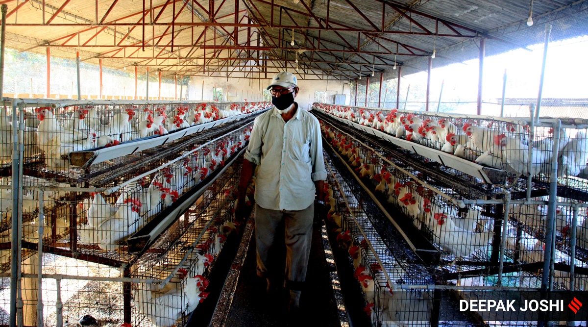Bird flu in Maharashtra: Know all about the risk factors, symptoms ...