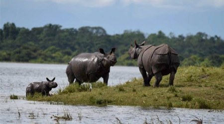 The one-horned Rhino is an endangered species. (PTI Photo/File)