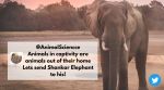 Free Shankar the elephant, Free elephant Shankar from the zoo, Lonely elephant freedom petition, Indian Express