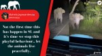 tiktok harass elephant, sri lanka driver harass elephant video, wild animal charged with jeep on road, animal cruelty, indian express