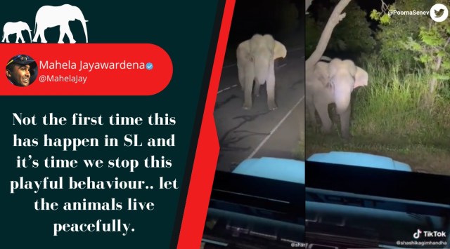 Viral video of TikToker harassing wild elephant in Sri Lanka sparks ...
