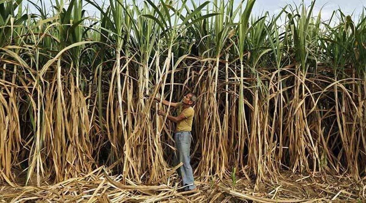 Uttar Pradesh, Maharashtra, sugarcane, sugarcane industry, sugar mills, Samajwadi Party, Mulayam Singh Yadav, Yogi Adityanath, Mayawati, Akhilesh Yadav, BJP, UP Power Corporation, Indian Express Editorial, Indian Express Opinion, indian express