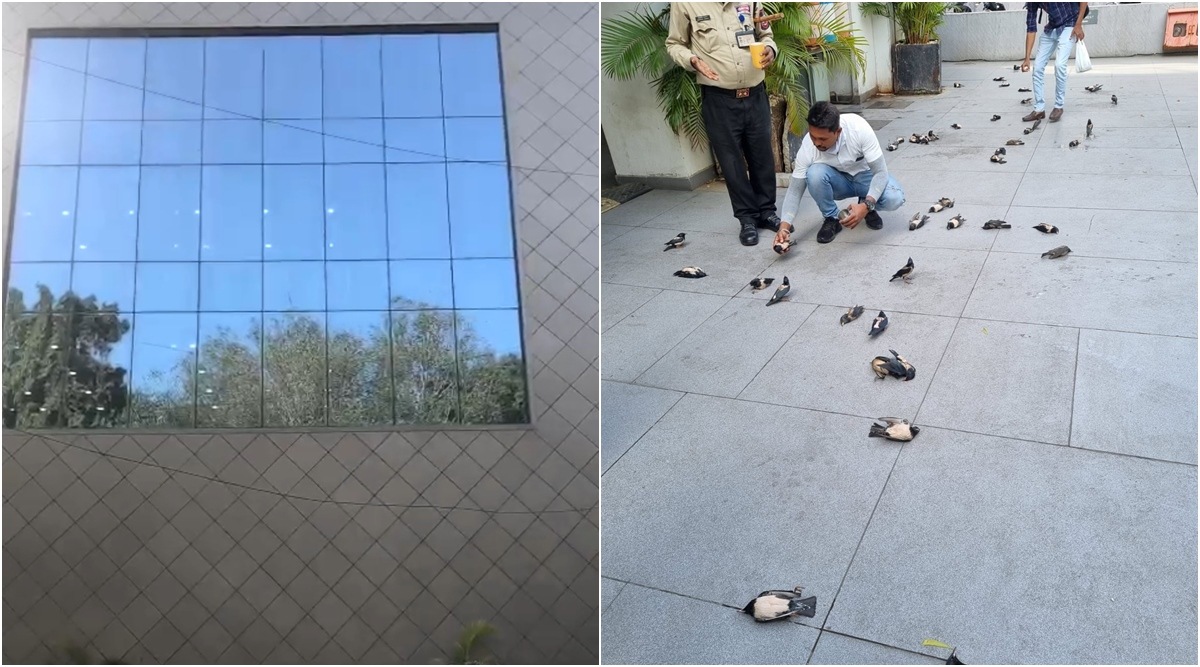 35 birds die after crashing into glass shield of Surat highrise