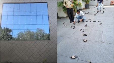 Many rosy starling birds died after hitting the glass outer covering of a building in Surat.