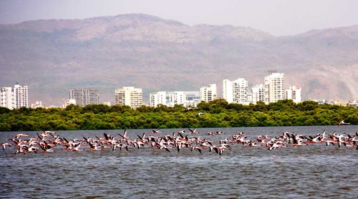 Thane Creek Flamingo Sanctuary secures recognition as Ramsar site ...