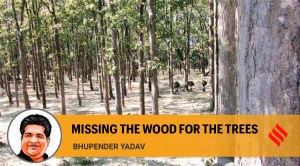 How to expand India’s forest cover