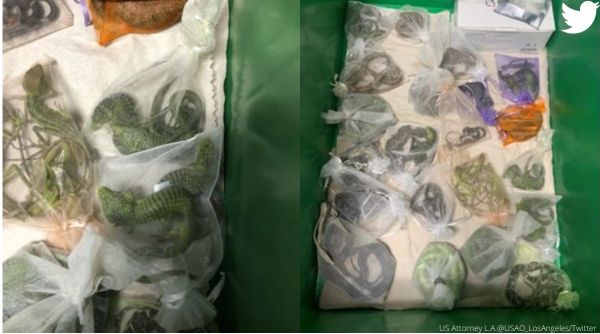 US man smuggle 1700 reptiles, smuggling of reptiles, US, lizards, snakes smuggling, indian express