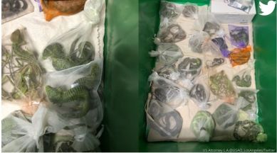 US man smuggle 1700 reptiles, smuggling of reptiles, US, lizards, snakes smuggling, indian express