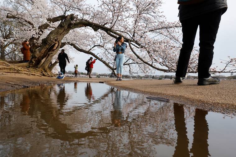 Thousands gather as cherry blossoms in Washington D.C. hit peak bloom -  Stock market news