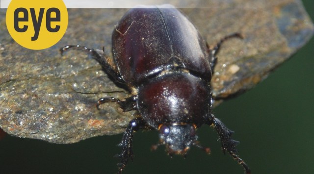 beetles, ranjit lal
