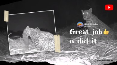 leopard cub reunite with mother, Maharashtra, Nashik, leopard video, leopard cub video, indian express