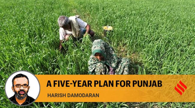 A legally guaranteed MSP can be made conditional upon farmers cultivating crops suited to agro-ecology and market demand-supply conditions. (File)