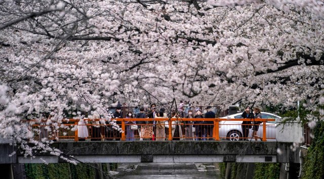 japan, cherry blossom