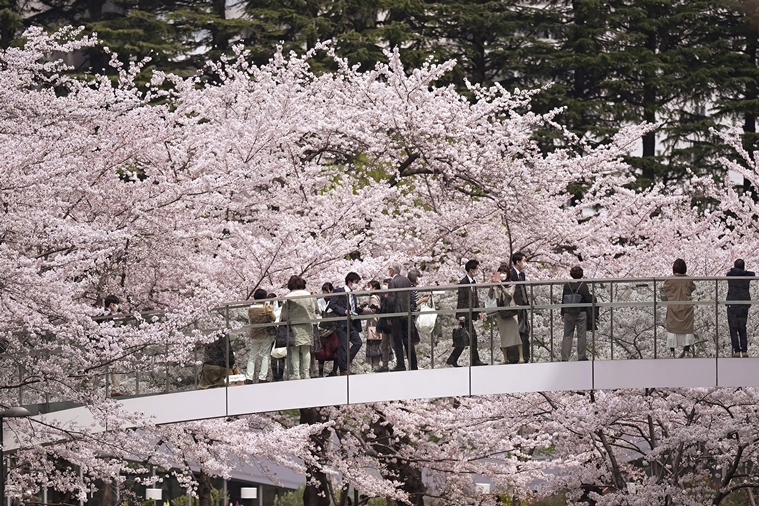 japan, tokyo, cherry blossom