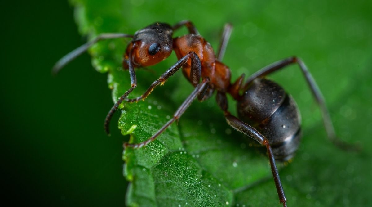 Research shows ants can be trained to detect cancer as accurately and faster than dogs