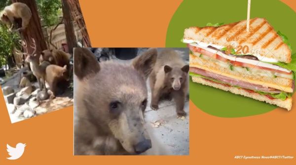 bear steals man's sandwich, bear video, bear opens car door, viral bear video, indian express