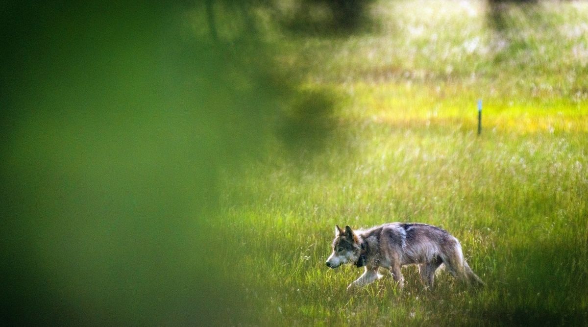 Wolves returned to California. So did ‘crazy’ rumours