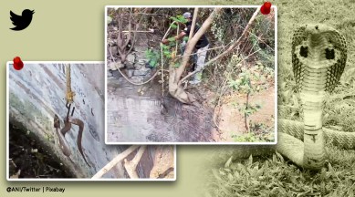 cobra, cobra rescue in Maharashtra, Nashik, snake video, cobra rescued from well, indian express