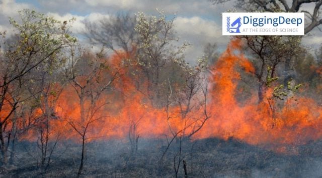 Contrary to previous observations, the study observed that soil organic carbon remained largely unaffected by changes in fire frequencies. (Image credit: Carla Staver)