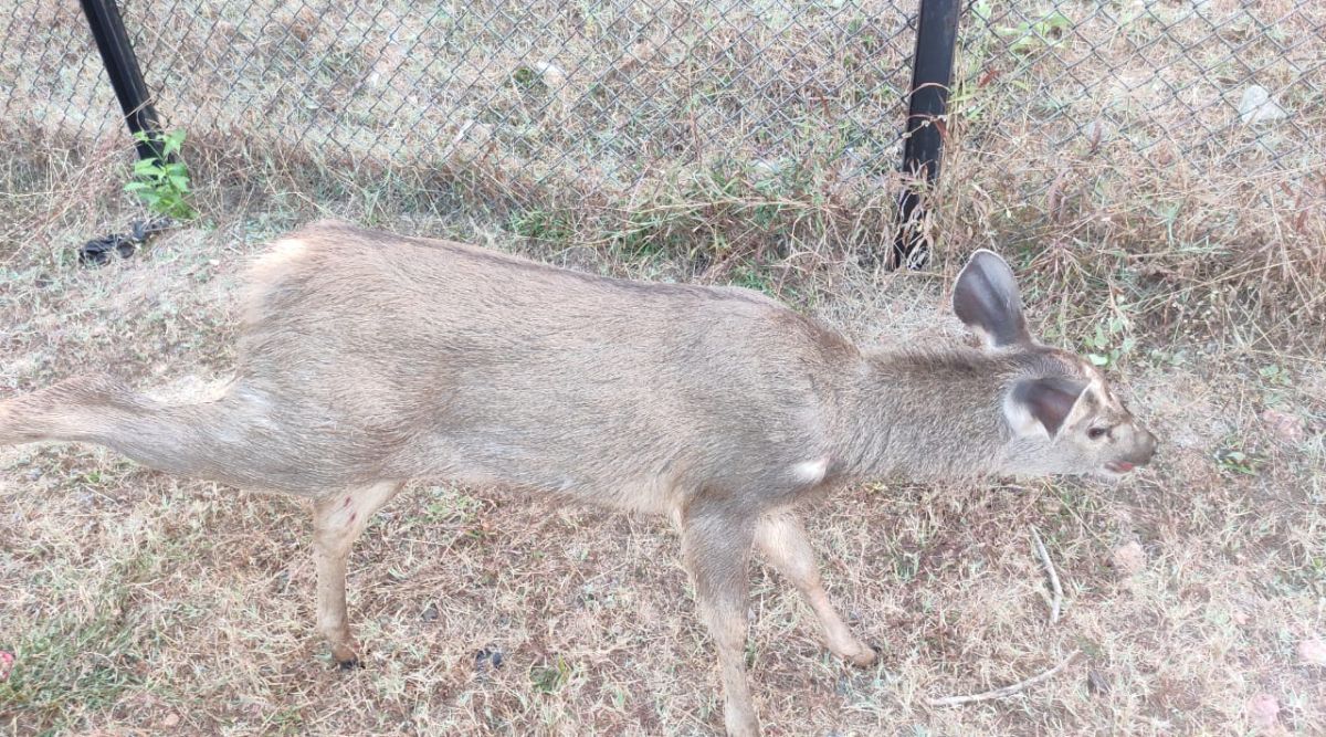 Karnataka: Wildlife activists raise concern over feral dogs attacking  sambars in forest areas | Cities News,The Indian Express
