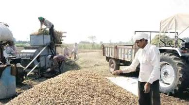 Gujarat: Groundnut, cottonseed oil prices soar 53-74 per cent in two years | Cities News,The Indian Express