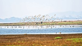 Gujarat, Gujarat news, Dharoi dam, north Gujarat, Bird Conservation Society of Gujarat (BCSG), Indian Express, India news, current affairs, Indian Express News Service, Express News Service, Express News, Indian Express India News