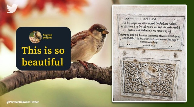 World Sparrow Day, sparrow, sparrow day, sparrow conservation, indian express