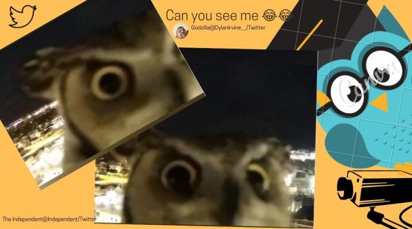 owl video, owl inspecting camera, US, owl video, owl, indian express