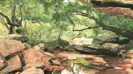 The Forest Department sources said the study has specifically pointed out that foreign invasive plants at forests have reduced the availability of fodder in forests, forcing animals to foray into settlements and farmlands. (File)