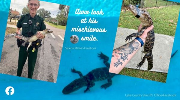 alligator spotted in swimming pool, Florida, alligator, reptile, alligator photos, indian express