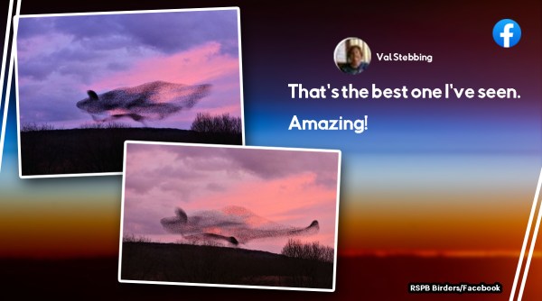 starlings murmation, murmation, photos of birds, indian express