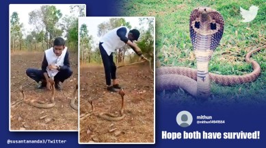 snake video, cobra video, man sits infront of three cobras, indian express