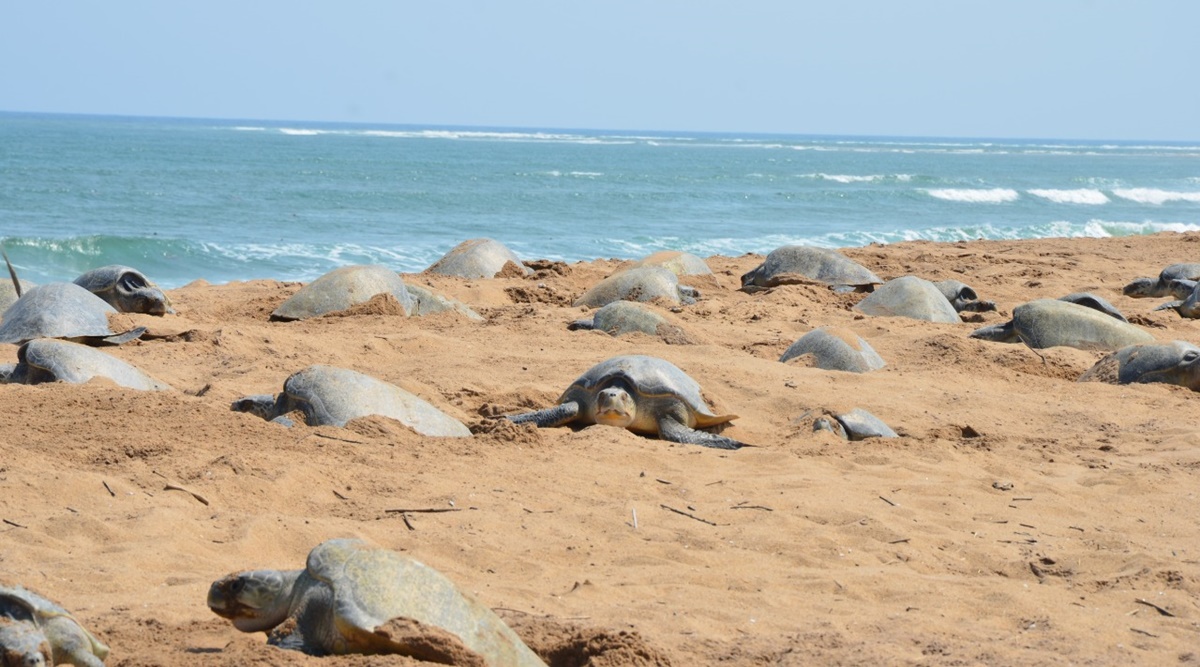 At Odisha Beach Divided By Sea Erosion Olive Ridley Turtles Spot New Island For Nesting 