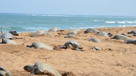 Olive Ridley
