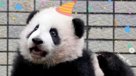 pandas, obese pandas, obese pandas in Taipei Zoo, panda obesity, obesity in pandas, diet and weight loss for obese pandas, exercise, indian express news